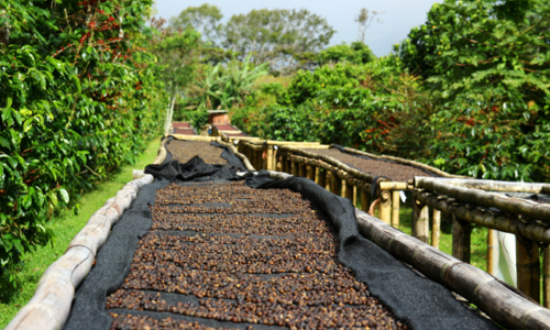 Coffee farmers